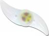 ESPERANZA LED bicycle beam illumination Asterion EOT006 white |